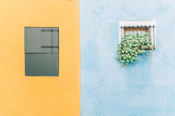 Половина Желтой Полуголубой Стены Заколоченными Окнами Цветочным Горшком — стоковое фото