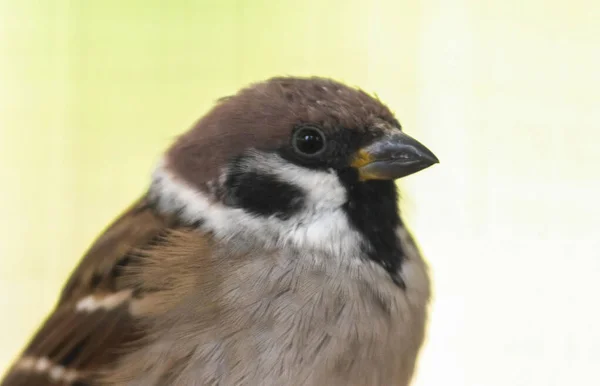 Plan Rapproché Moineau Arboricole Eurasien Sur Fond Flou — Photo