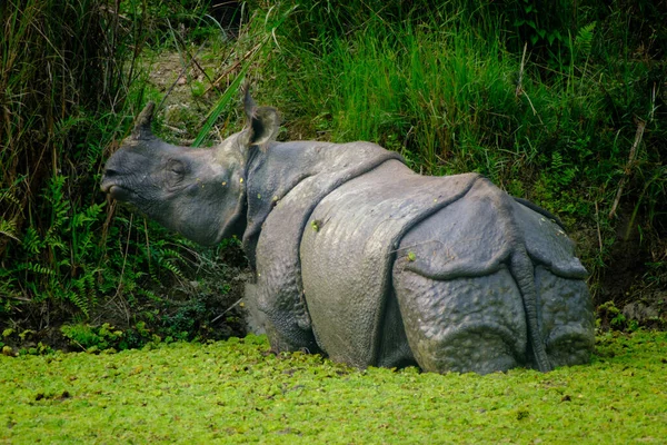 Uitzicht Een Prachtige Neushoorn Een Meer Een Zonnige Dag — Stockfoto