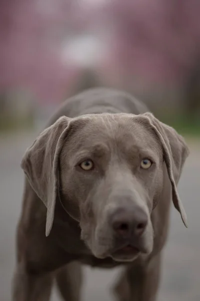 Zbliżenie Pionowe Ujęcie Psa Weimaraner Naciskiem Oczy — Zdjęcie stockowe