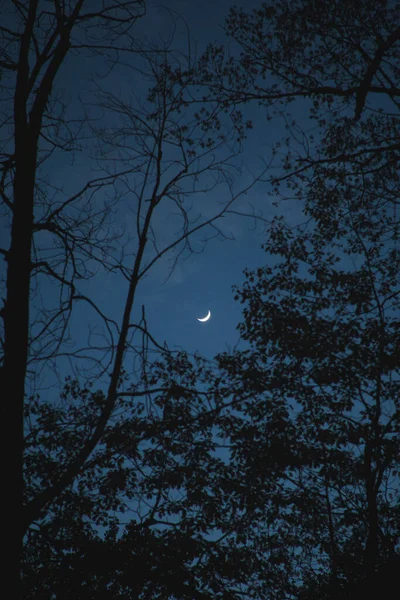 Une Belle Scène Lune Croissant Brillant Travers Les Arbres Heure — Photo