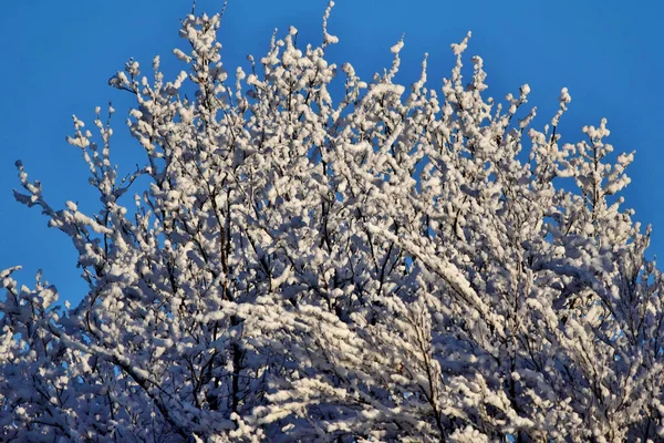 Eine Flache Aufnahme Schneeweißer Baumzweige Einem Blauen Himmel — Stockfoto