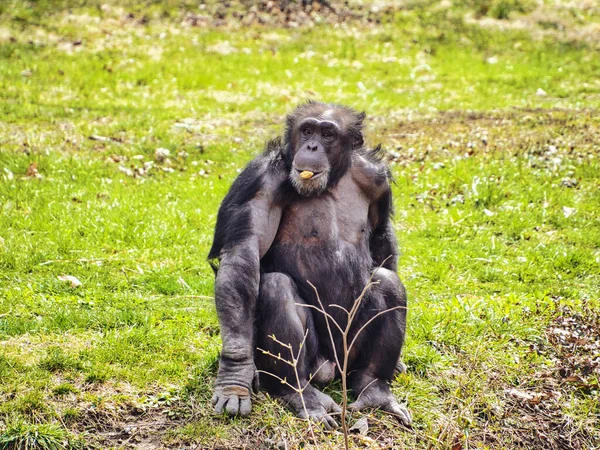 Lonely Chimpanzee Sitting Grass Eating Something — Stock Photo, Image