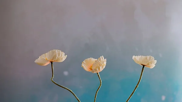 Vibrantes Amapolas Maíz Aisladas Sobre Fondo Colorido —  Fotos de Stock