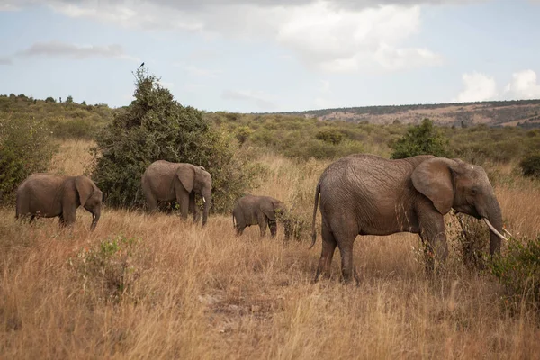Troupeau Éléphants Marche Travers Parc National Kenya Ils Paissent Sur — Photo