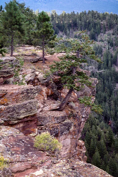Beautiful View Rocky Landscape Trees — Stock Photo, Image