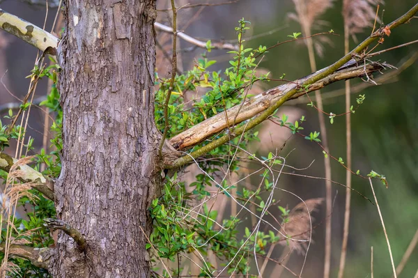 森の中の木の枝のクローズアップ — ストック写真