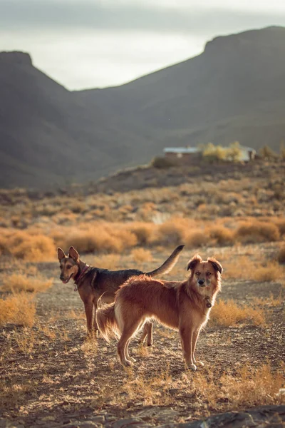 Vertical Shot Couple Dogs Meadow Sunset — Stock Photo, Image