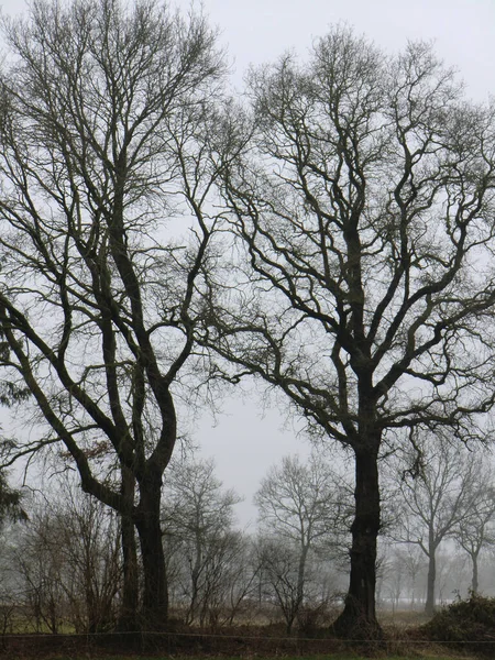德国东弗里斯兰的一个雾蒙蒙的荒野里 一幅幅树木和树群的剪影 — 图库照片