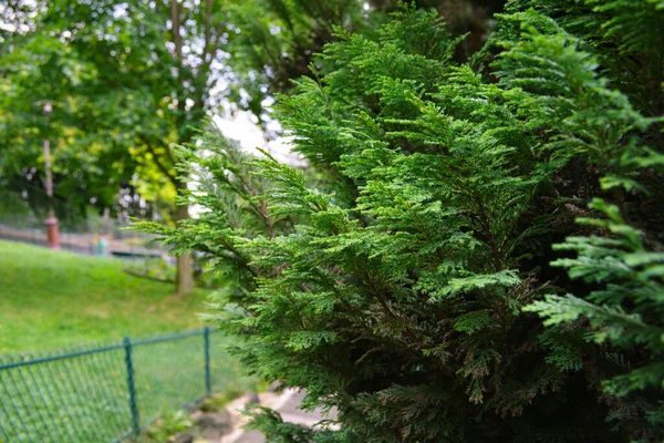 Gros Plan Arbres Verts Sur Les Prairies Parc Paris France — Photo