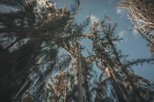 Низький Кут Пострілу Високих Дерев Під Блакитним Небом Лісі — стокове фото