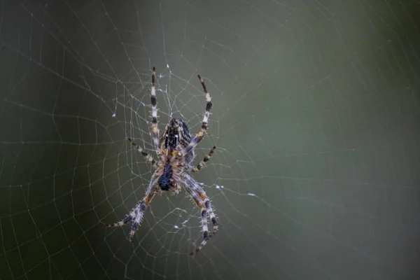 ウェブ上のヨーロッパの庭のクモのクローズアップショット — ストック写真