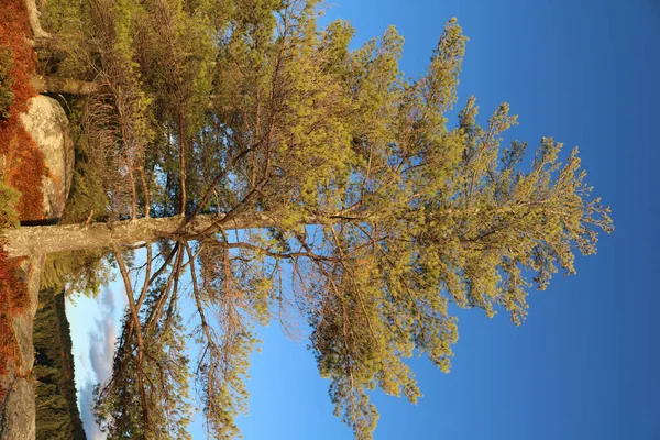 Tiro Ângulo Baixo Uma Bela Floresta Dia Ensolarado — Fotografia de Stock