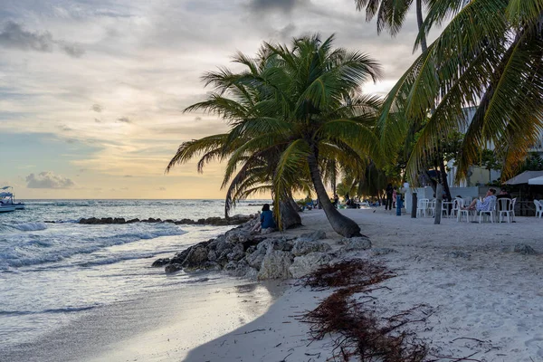 Eine Schöne Aufnahme Von Palmen Abend Worthing Beach Worthing Barbados — Stockfoto