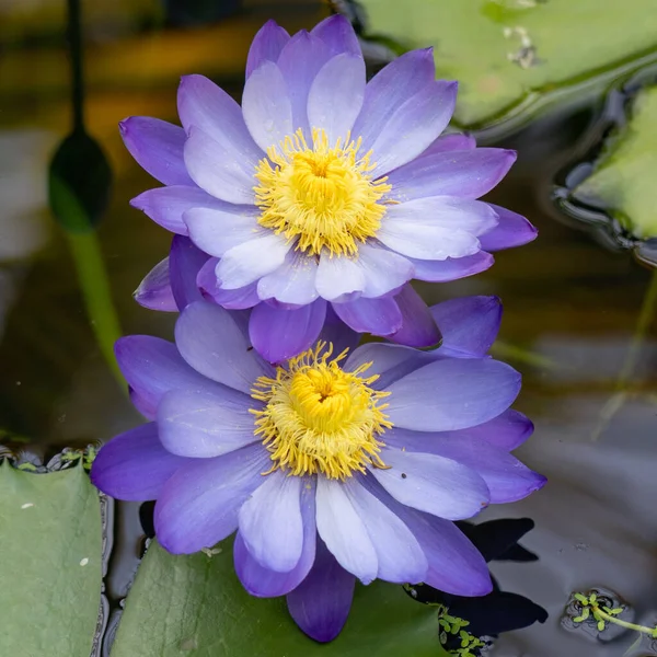 Крупним Планом Красиві Фіолетові Квіти Лотоса Ставку — стокове фото