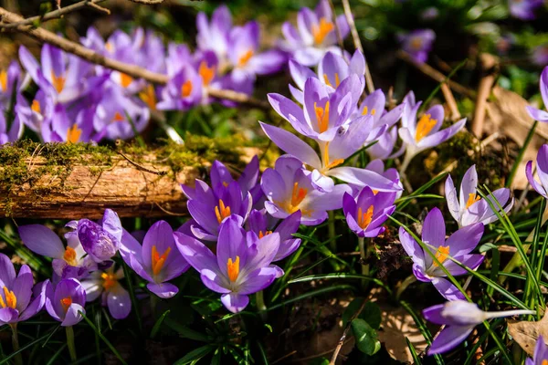 Full Frame Shot Purple Early Crocuses — Stock Photo, Image