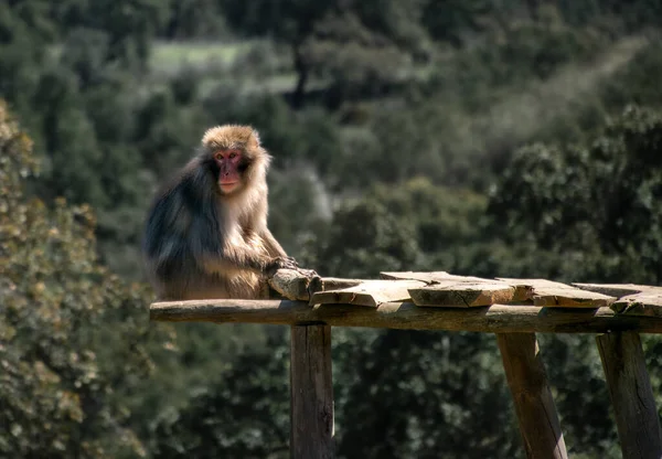 Macaco Peludo Madeira Fundo Embaçado — Fotografia de Stock