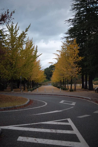 Vertikale Aufnahme Einer Straße Einem Park Mit Herbstlich Gefärbten Gelben — Stockfoto