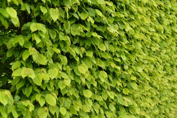 Closeup Shot Leaves Hazelnut Shrub — Stock Photo, Image