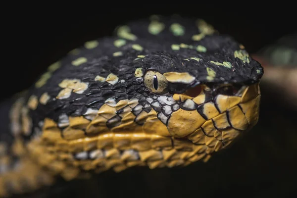Närbild Wagler Pit Viper Tropidolaemus Wagleri Orm Svart Bakgrund — Stockfoto