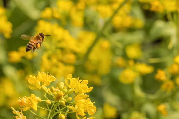 Egy Közeli Kép Egy Mézelő Méhről Amint Kiveszi Virágport Sárga — Stock Fotó