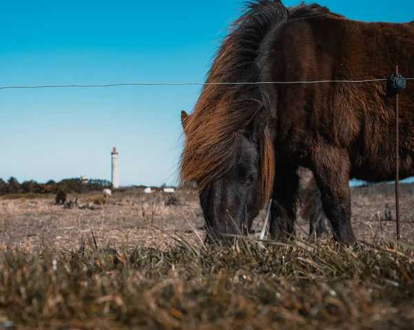 一个设得兰的小马在田里吃草 — 图库照片