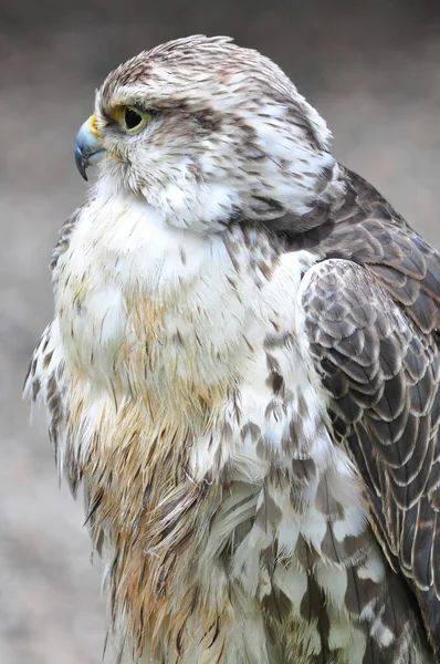Vertical Closeup Shot Fluffy Saker Falcon — Stock Photo, Image