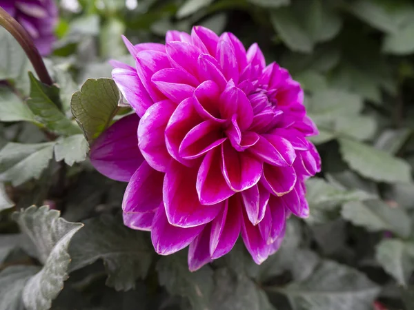 Primer Plano Una Flor Dalia Magenta Floreciendo Jardín Primavera —  Fotos de Stock
