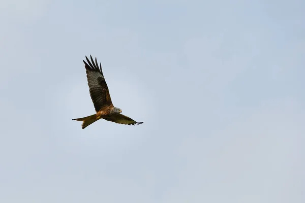 Closeup Red Kite Flying High Blue Sky Its Wings Wide — Stock Photo, Image