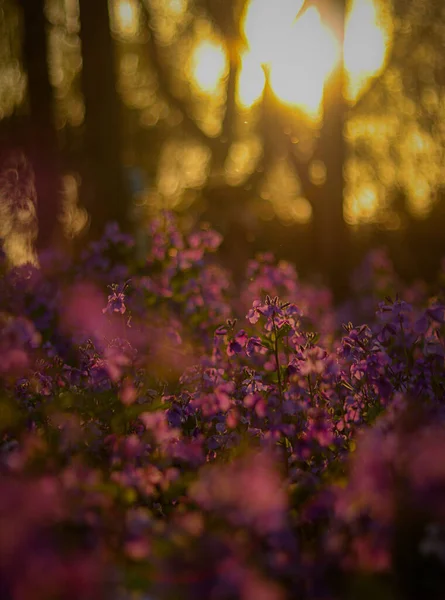 晴れた日に森の中に咲く紫色の野花の美しい景色 — ストック写真