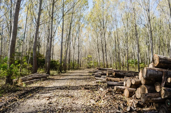 秋の森の中の道による切り立ったポプラの木 — ストック写真