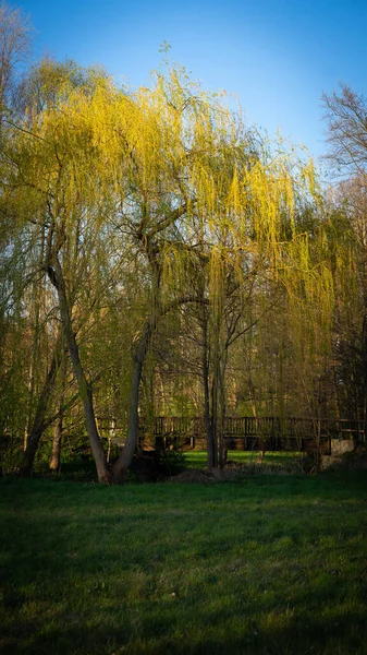 Krásný Záběr Žlutých Stromů Parku — Stock fotografie
