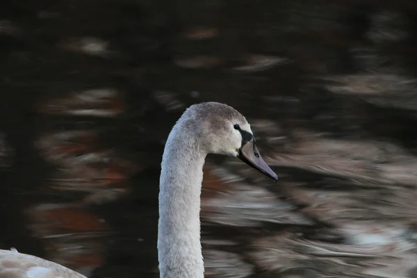 湖のぼやけた背景にミュート白鳥の頭のクローズアップショット — ストック写真