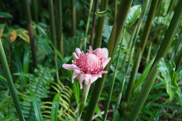 Selektiv Rosa Ingefära Blomma — Stockfoto