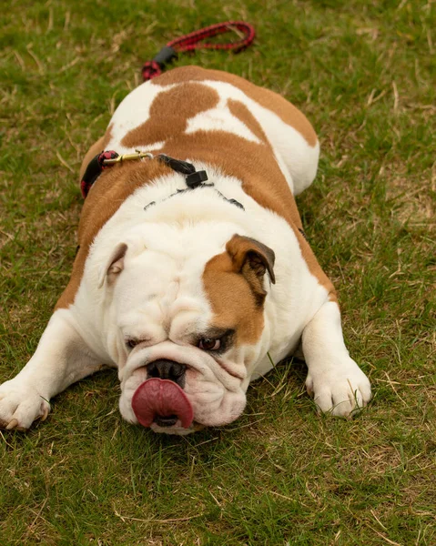 Egy Brit Bulldog Nyalogatja Ajkait Miközben Fűre Fekszik — Stock Fotó