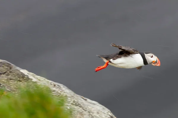 Una Hermosa Toma Frailecillo Atlántico Saltando Vuelo Durante Día Con —  Fotos de Stock