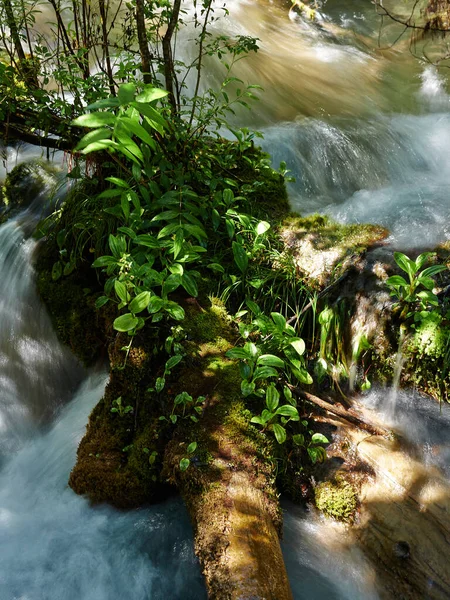 Fallen Tree Flowing Creek Forest Spring — Stock Photo, Image