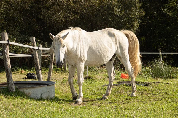 Majestuoso Caballo Blanco Una Granja Junto Una Cerca Madera — Foto de Stock