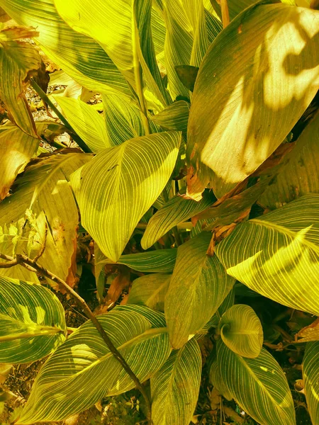 Plano Vertical Hojas Una Planta Tropical Luz Del Día — Foto de Stock