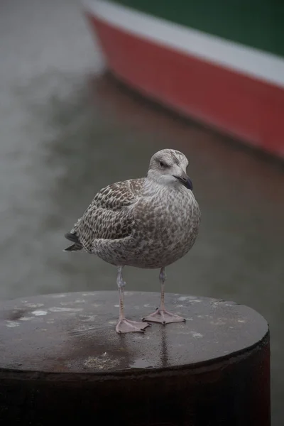 Detailní Záběr Racka Evropského Stole Venku — Stock fotografie