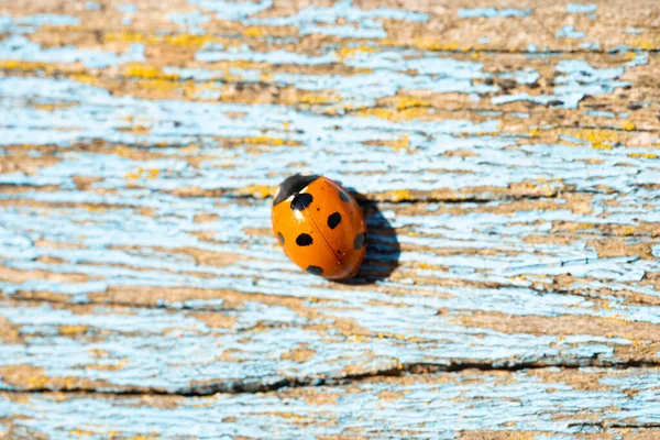 Closeup Shot Ladybug Weathered Wooden Board Chipping Paint — Stock Photo, Image