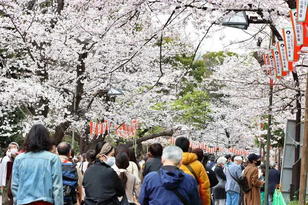 Una Hermosa Foto Flor Cerezo Templo Ueno Japón — Foto de Stock