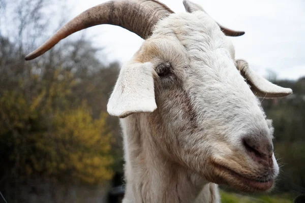A closeup of the head of a white goat with big horns on a blurry background