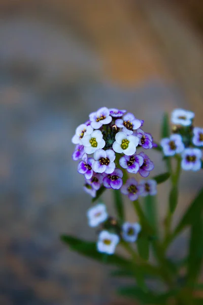 Eine Vertikale Aufnahme Einer Lobularia Blume Verschwommenen Hintergrund — Stockfoto