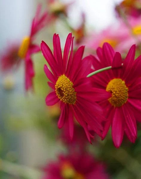 Colpo Verticale Fiori Crisantemo Rosa Uno Sfondo Sfocato — Foto Stock