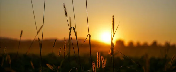 Scenic View Sunset Grasses — Stock Photo, Image