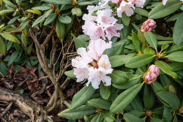 Eine Nahaufnahme Von Rosa Rhododendronblumen Die Einem Garten Blühen — Stockfoto