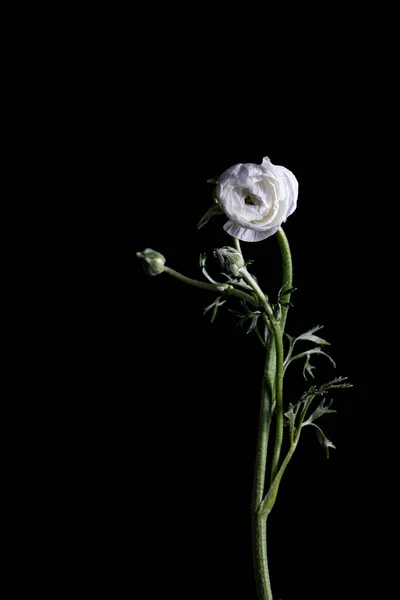Siyah Bir Arkaplanda Beyaz Bir Düğün Çiçeği — Stok fotoğraf
