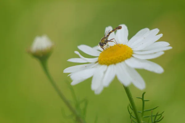 Uma Foto Close Bug Camomila Branca Isolada Fundo Natureza Verde — Fotografia de Stock