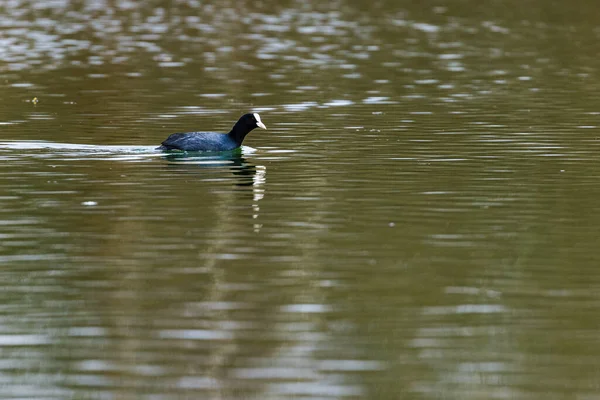 Одинокий Детеныш Плывущий Спокойному Озеру — стоковое фото